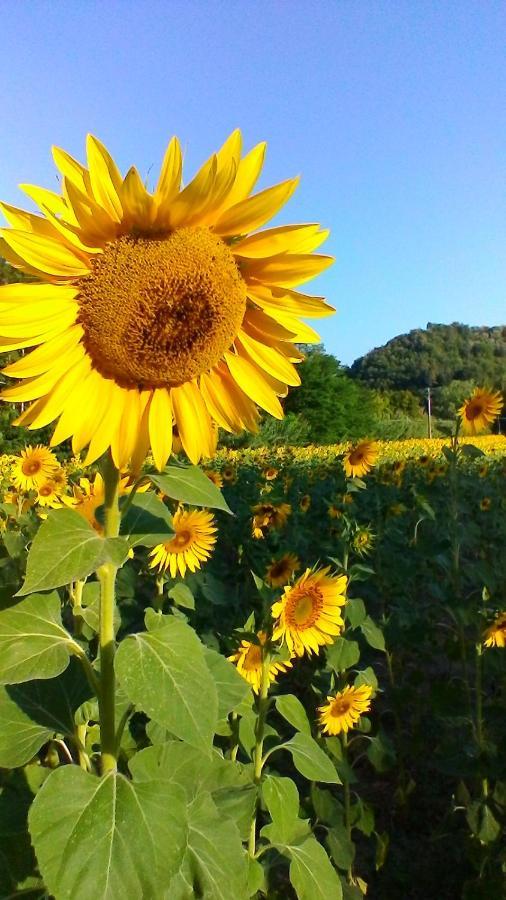 Podere Pian Dei Gelsi Volterra Zewnętrze zdjęcie